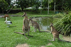 0822 Wildlife Habitat Port Douglas